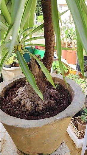Growing Massive Potted Plants: Yucca/Ponytail Palm Care.. from my terrace garden 🏡🙏😊