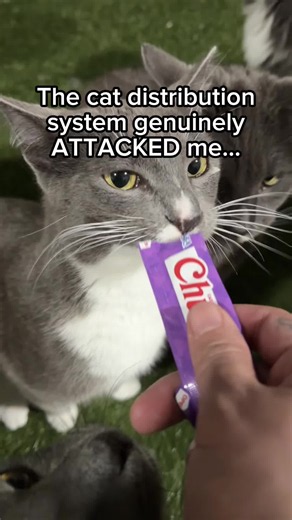 The cat distribution system at its finest #cat #fyp #straycat | cats