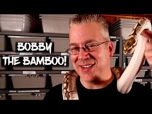 'Bobby' the Famous Bamboo Ball Python!