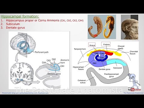 Neuroanatomy VD28 - Limbic system (Limbic lobe, hippocampal formation & it’s internal circuitry)