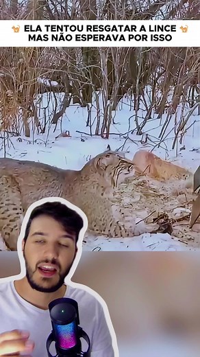 Ela tentou SALVAR esse LINCE preso 🐈 #lince #gato #gatos #felinos #pet #animaisfofos #viral #gatostiktok