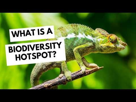 What Is a Biodiversity Hotspot? - Wild Education