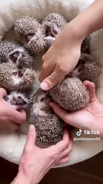 Rescuing a Pregnant Hedgehog from a Swimming Pool