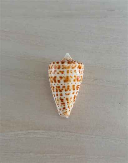 Alphabet Cone Shell (1.8 Inches) + Bonus Shell - Etsy