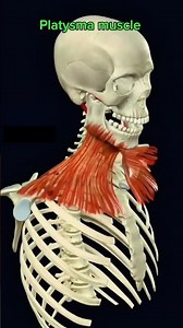 “Platysma Muscle | Origin, Insertion, Function & Importance | Neck Anatomy Explained Simply”