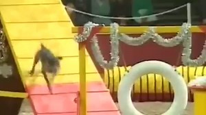 Very fast agility dog... http://www.working-dog.eu/results-category/100015/FCI--Agility-WM | Working-dog