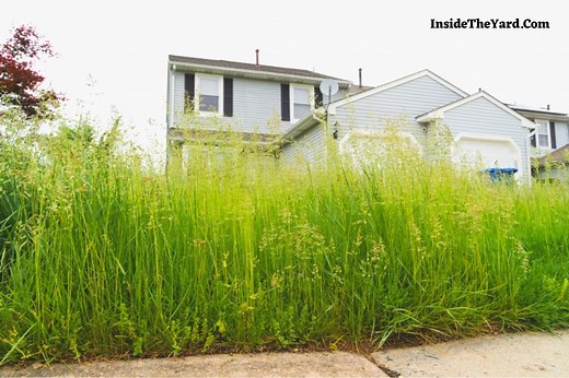 Surprising Benefits Of Letting Grass Grow Long In Your Lawn - Inside The Yard