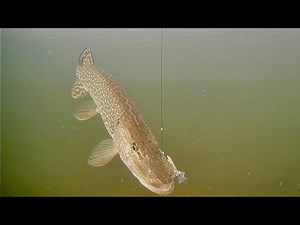 Ice Fishing for Northern Pike! AMAZING Underwater Video!
