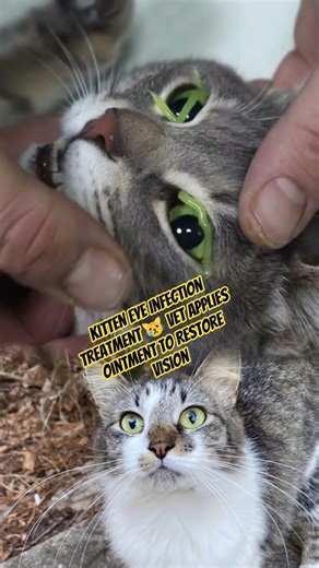 Kitten Eye Infection Treatment 😿 Vet Applies Ointment to Restore Vision #animalrescue #animal