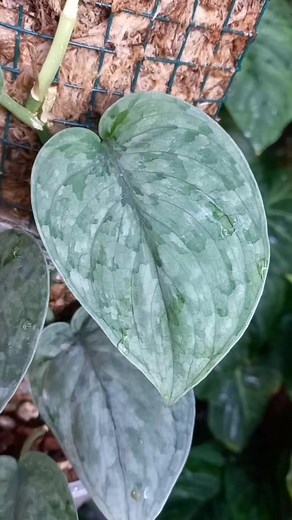 What is Scindapsus silver Cloud? Scindapsus pictus 'Silver Cloud' is the most distinct and metallic of the Scindapsus variety. The mature leaves are nearly fully covered in shimmery swathes of beautiful variegation with only hints of green peeking through. #scindapsuslovers #scindapsussilvercloud #trailingplants #hardensasiyudad | Harden sa Siyudad