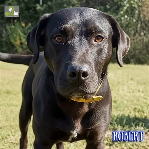 UPDATE: ADOPTED!🎉 Meet Robert, a bright spark in the shelter! His intelligence shines through as he quickly learns new tricks, always curious about the next challenge. Robert's friendly demeanor makes him a favorite among visitors and staff alike, greeting everyone with enthusiasm. Brave and undeterred, he faces new situations with a wagging tail. His playful spirit is infectious, ensuring fun times and lively play sessions. Come meet Robert. We are open today until 2pm. (No appointments are ne