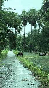 Heavy Rain Sounds for Sleeping | No Thunder #Shorts