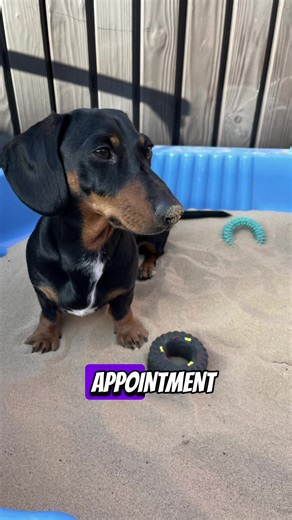 i went for a doctors appointment recently and unfortunately diagnosed with …. #dogsoftiktok #viral #dog #fyp