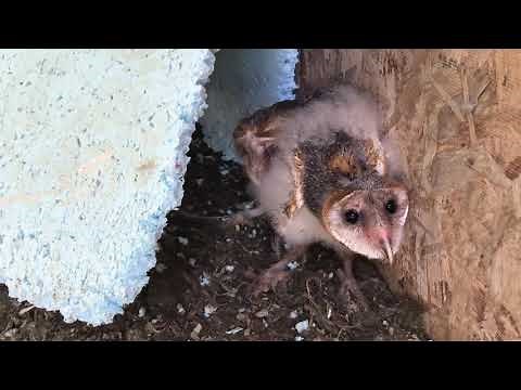 Baby barn owl hissing