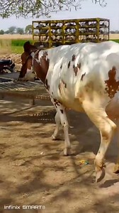 #cow #dairyfarm #dairy_farming #modern_dairy_farming #modern_agriculture #agricultural_machines #amazing_technology #advance_technology #modern_technolog | Dairy Cow TV