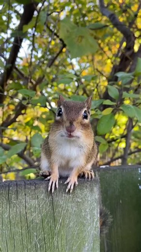 Charlie The Chipmunk Gets Mad | Wildlife Comedy