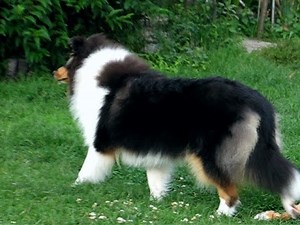 Tricolour female 6 months old Rough Collie