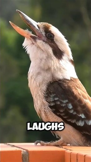 Top 5 Strangest Birds EVER (You Won’t Believe #1)