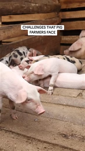 🌟 TOP CHALLENGES PIG FARMERS FACE (And Why You Must Stay Prepared!) 🐷💪 Farming pigs is rewarding — but not always easy! Here are the common challenges we face from time to time👇 1️⃣ High Feed Costs 💸🌾 2️⃣ Disease Outbreaks 😷🚫 3️⃣ Poor Breeding Stock 🐖❌ 4️⃣ Bad Housing & Ventilation 🏚️ 5️⃣ Weak Biosecurity 🚷🧼 6️⃣ Unpredictable Mortality 😢 7️⃣ Slow Growth Rates ⏳ 8️⃣ Market Price Fluctuations 📉 9️⃣ Water Shortages 🚱 🔟 Heat Stress ☀️ 1️⃣1️⃣ Poor Record Keeping 📒❌ 1️⃣2️⃣ Weaning Str