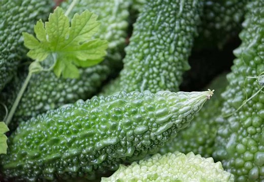 The Health Benefits of Bitter Melon