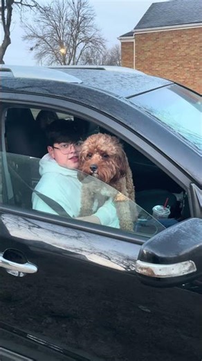 We rollin 🤣 #cavapoo #cutedog #handsomeboy
