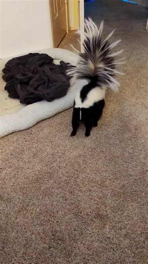 Funny Skunk Drama: Mad Skunk Searches for Lunch