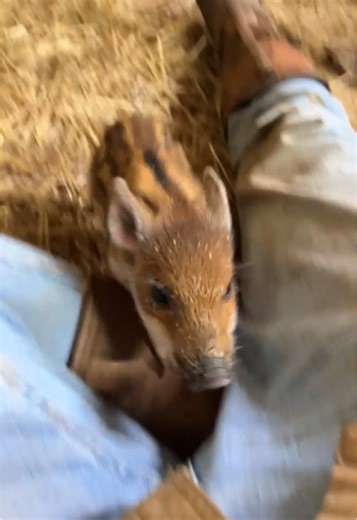 Adopt a Newborn Baby Pig at Shady Dale Farm