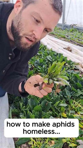 Kicking Aphids Out – Simple Garden Pest Control