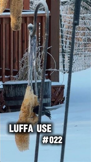 Luffa Use #022 - Winter Storm Bird Feeders (great way to use those less-than-perfect dried luffas!)