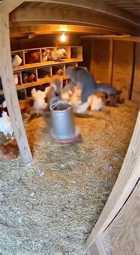 The cat heroically scared the fox away from the chicken coop.