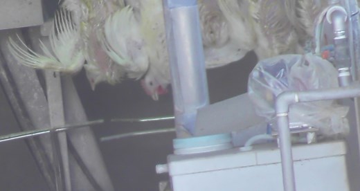 苦しみの少ない鶏の屠殺方法とは| 畜産動物たちに希望を Hope For Animals｜鶏、豚、牛などのアニマルウェルフェア、ヴィーガンの情報サイト