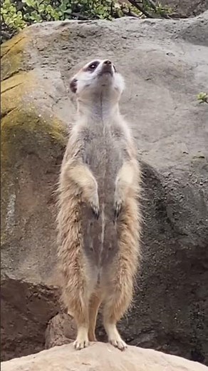 Meerkat Sentries Reporting For Duty!