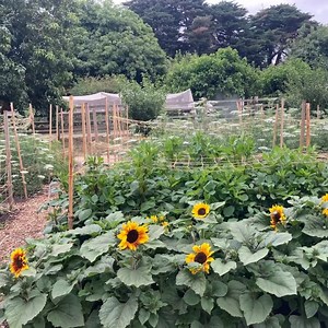 Escape the city and join us down on the Farm! A space where children learn through play, grown-ups can unwind, and there’s room for everyone to have fun. Plan your visit today and see why farm days are the best days. | Collingwood Children's Farm | Facebook