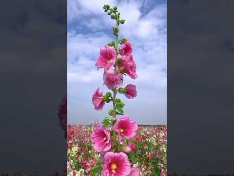 Hollyhocks: The Most Beautiful Garden plant You should Grow |Natural flowers vedio