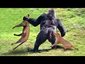 😨Gorilla vs Leopard: Brutal Fight! UNEXPECTED Winner?