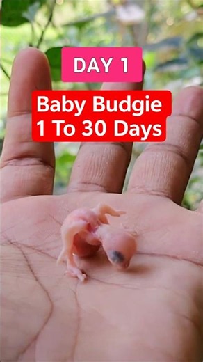 Baby Budgie Growing Up Day By Day #budgies #growth #pets #birds