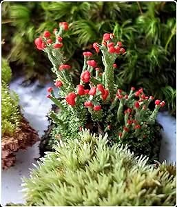 Live Lichen British Soldier (Cladonia Cristatella) 4"x6" Bag for Terrariums