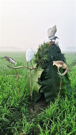This Man Scared Every Bird Away😱 Farming Hack
