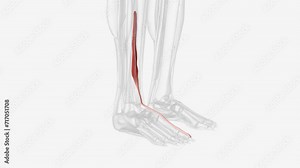 The extensor hallucis longus muscle is a thin skeletal muscle, situated between the tibialis anterior and the extensor digitorum longus