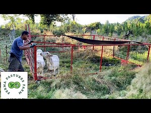 Weeds To Productive Pasture In One Season!