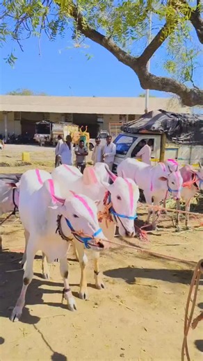 ᴠɪɴᴏᴅ ᴅʜᴀɴɢᴀʀ 🍁🧿 on Instagram: "चाळीसगाव बैल बाजार . . . #बैलबाजार #बैलगाडा_मालक_👑❤✨ #शेतकरी #trending #reelsvideo"