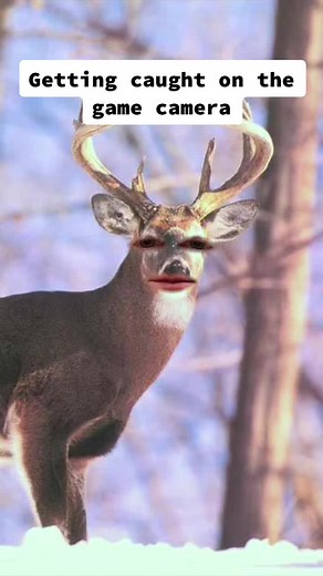 Deer Game Camera Tips: Avoiding Detection in Hunting Season