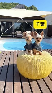 INUYADO～いぬやど～【犬と泊まれる宿予約サイト】公式 on Instagram: "千葉にある愛犬と飼い主のための楽園知ってる？💎 ドッグファーストでクチコミも高評価✨ そして各棟にはプライベートプールに客室温泉＆サウナ！ わんちゃんも大喜びな広いプライベートドッグランも🐾 ウェルカムおやつや、愛犬ごはんも用意されていてわんちゃんにとっても特別な滞在ができちゃう…💓 一緒に思い出作りするならここがおすすめ👆 『ドッグヴィラ千葉南房総』"