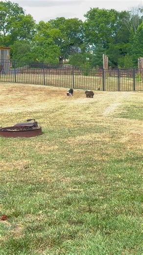 10K views · 667 reactions | Now that mama Neenie can have increased time away from her three pups, the pup in her is really beginning to come out!!! She is such a fun and precious girl and she's going to make someone a priceless companion once adopted. I told her foster mom, she doesn't have ADD, she has BADD....Beagle Attention Deficit Disorder. That's when you get eadult distracted by your nose and forget what you were doing... | Snooty Giggles Dog Rescue | Facebook