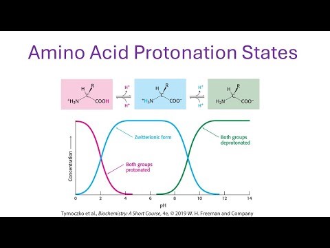AA Protonation States