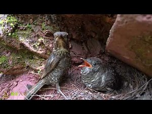 A cuckoo is tormented by a long-legged beetle, which gets stuck near its beak.鸟妈妈给杜鹃鸟喂甲壳虫，杜鹃鸟难受了
