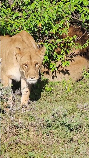 Coming out of the Bushes 🦁🦁 #Wildlife #Safari