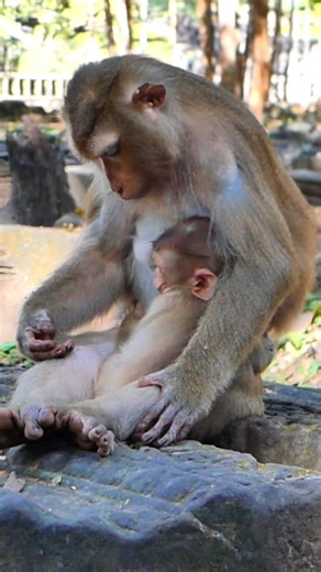 Lynx Cries Angrily After Luna’s Strong Push | Alien TV