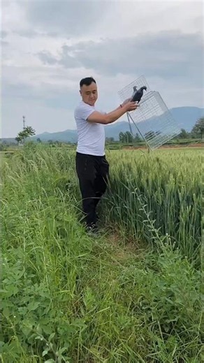🌿🕊️ Peaceful Rural Life & Pigeon Trap 🪤😮 Nature Village Adventure ❤️ #pigeon #birds #rurallife