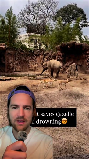 Elephant saves gazelle from drowning #elephant #gazelle #zoo #wildlife #animals #fyp #foryou #foryoupage | Scott Whitehead
